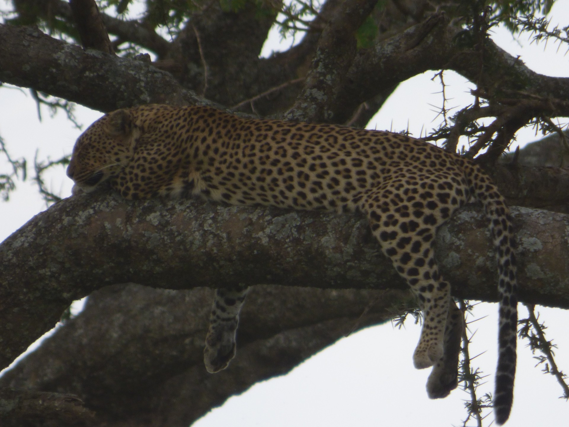 Tanzania, game drive in 15 pictures › WorldWideWendy