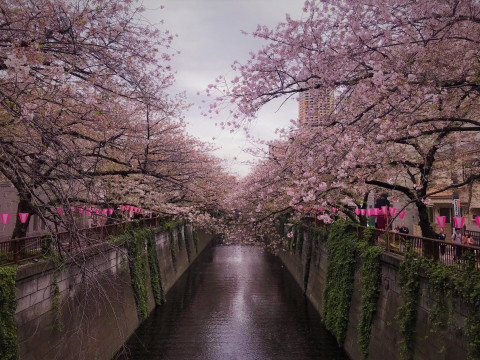 Cherry Blossoms Japan