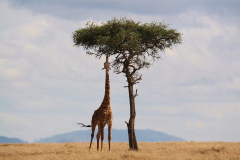 Giraf Kenia 2