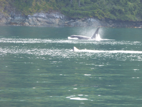 Orca