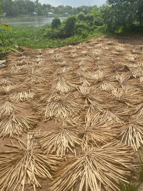 Riet Drogen