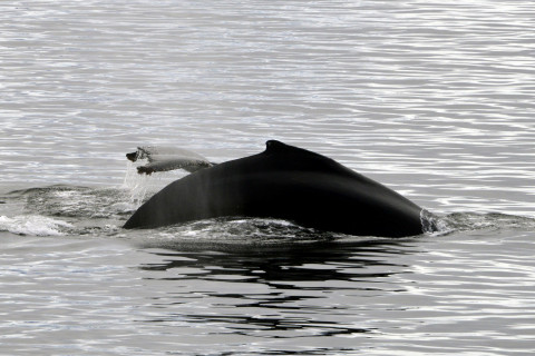 Cruise Antarctica
