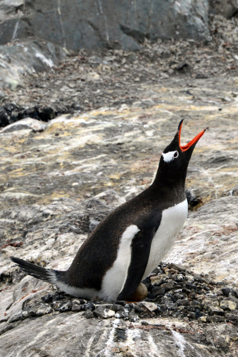 Cruise Antarctica