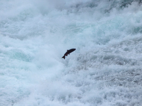Flying Salmon Baily Shute