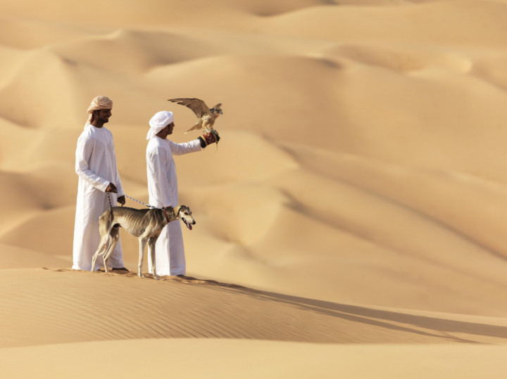 Falcon And Saluki