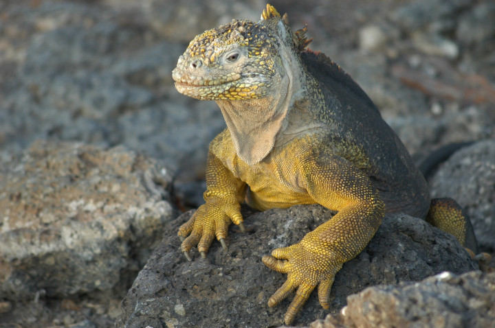 Galapagos