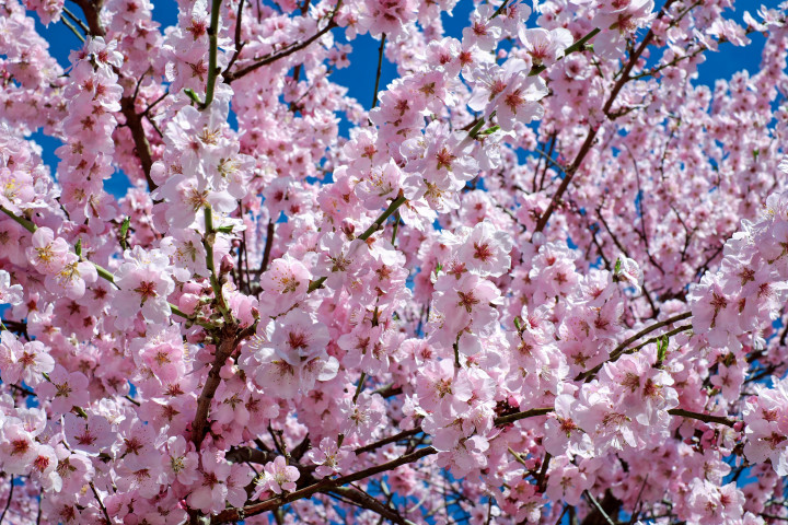Japan 2