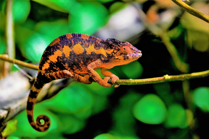 Madagascar Wilfdlife