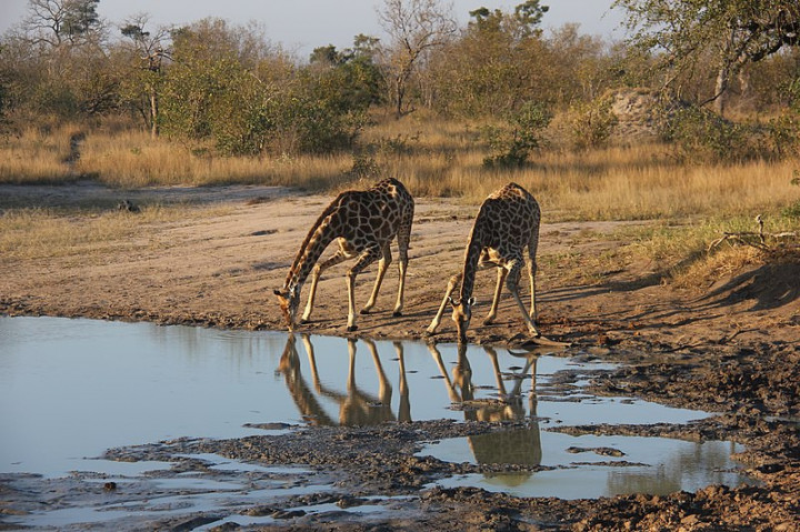 The best game parks in South Africa