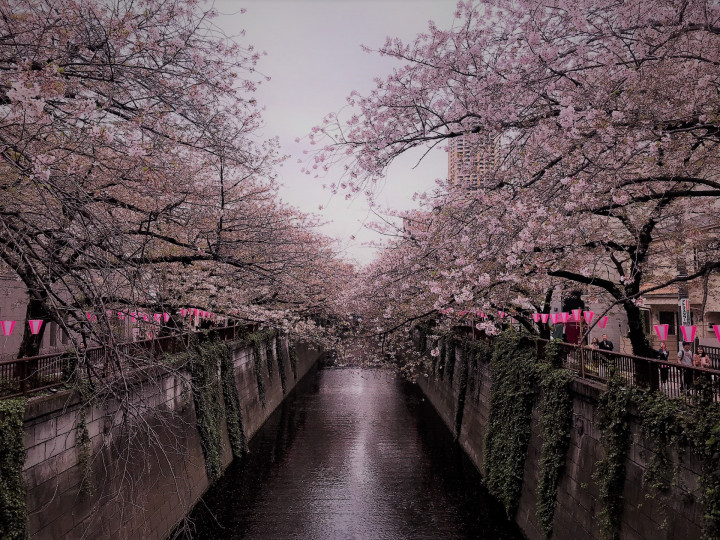 Meguro River
