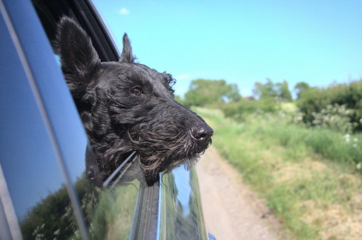 Met Je Hond In De Auto