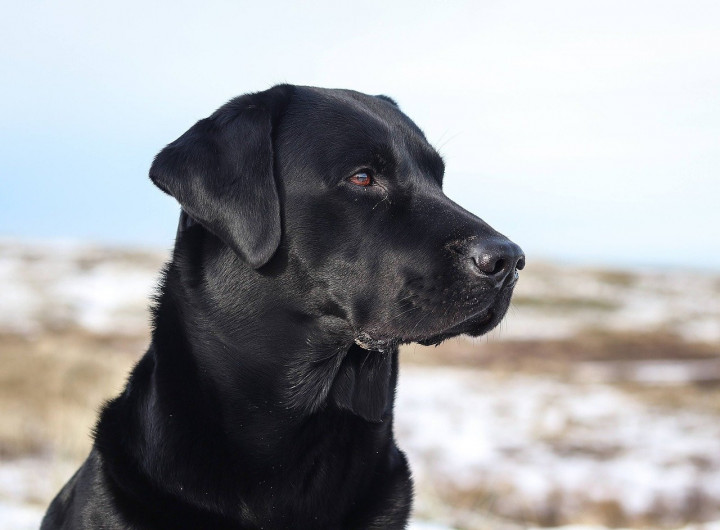 Op Reis Met Je Hond