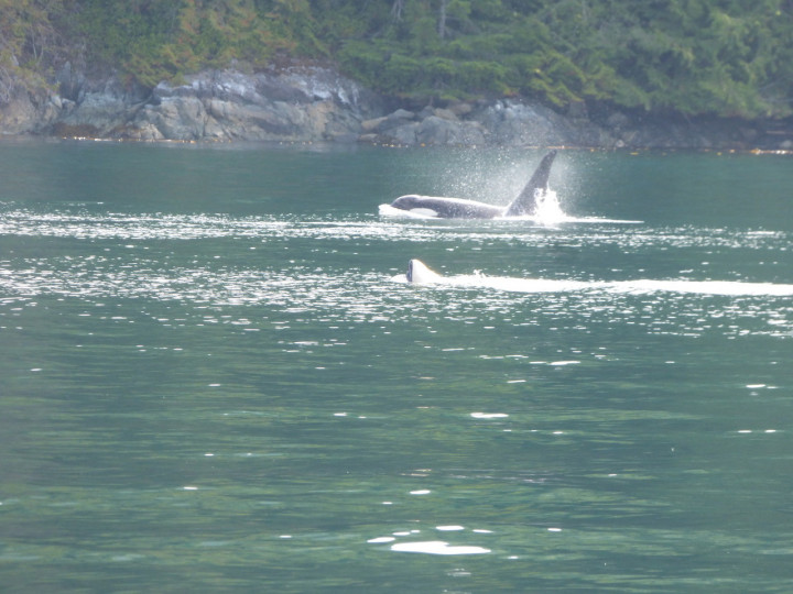 Orca