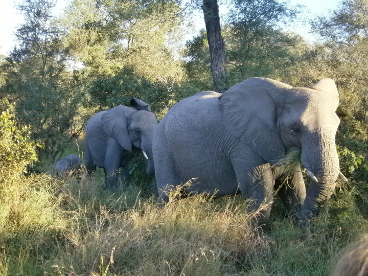 The 11 best game parks for a safari in South Africa › WorldWideWendy