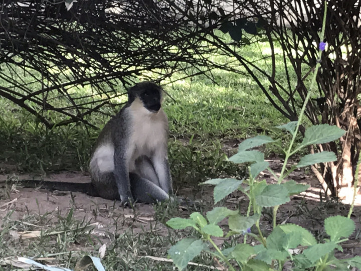 The Gambia (3)
