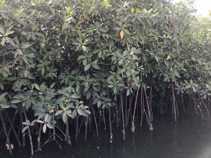 The Gambia (41)