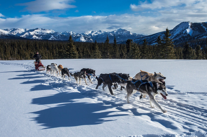 Husky Safari