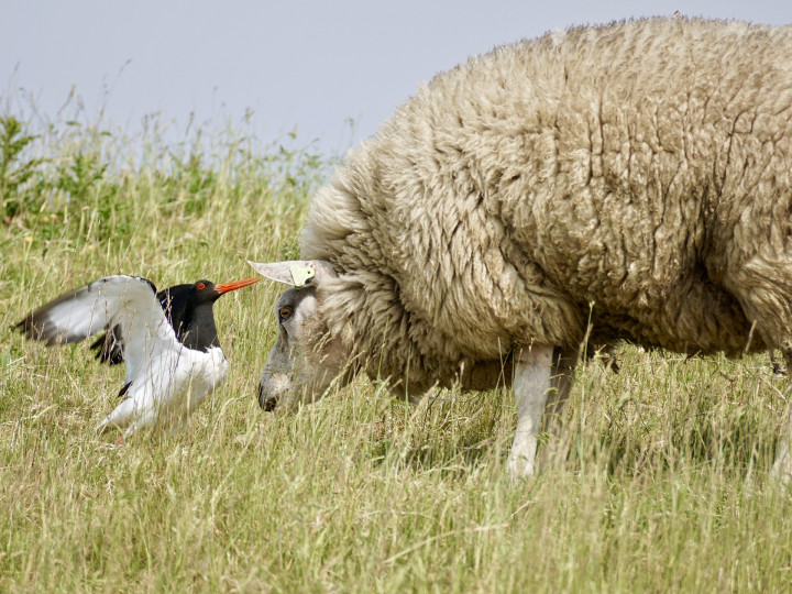 Natuur Texel