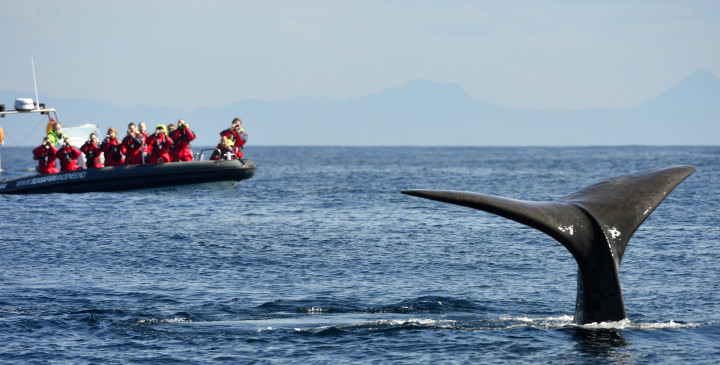 Sea Safari Andenes C Marten Bril