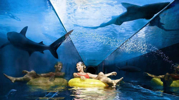 Shark Safari